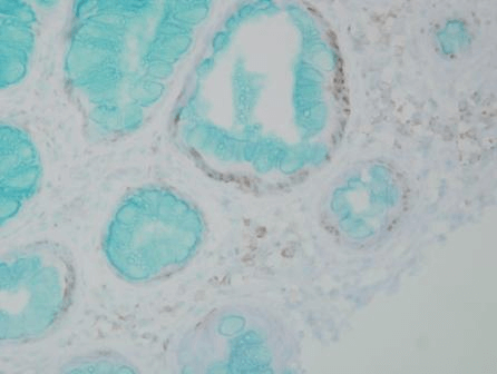 IHC - DNMT1 Antibody ASM10147